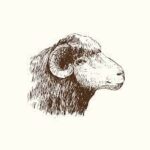 The Cozy Sheep - Logo The Cozy Sheep Hjemmesko